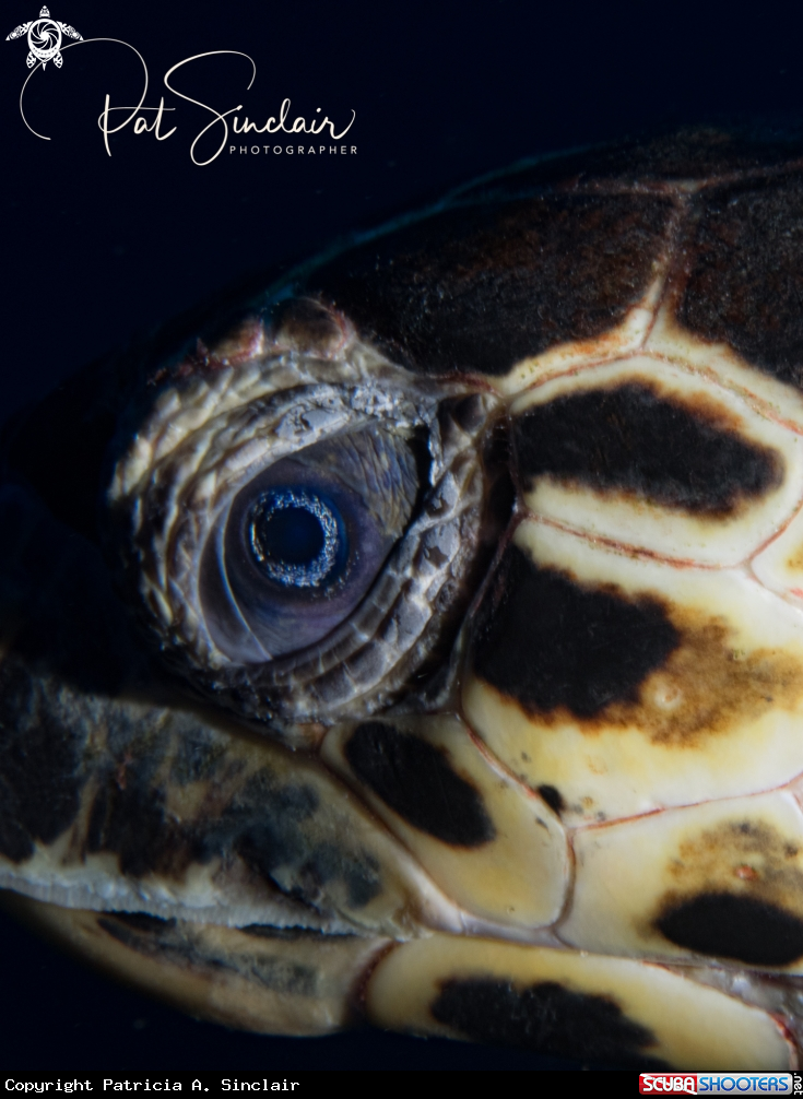A Hawksbill turtle