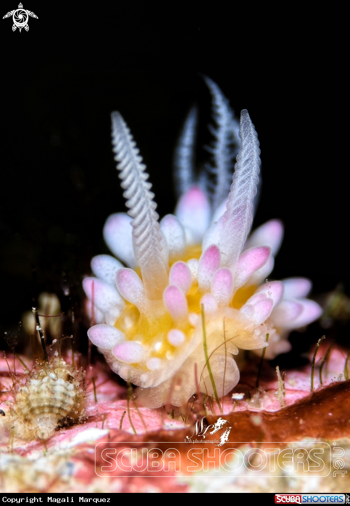 A Bubble gum nudibranch 