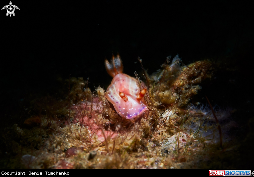A NUDIBRANCH