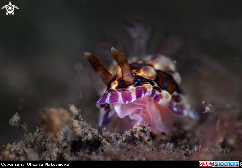 A Nudibranch Dendrodoris denisoni  