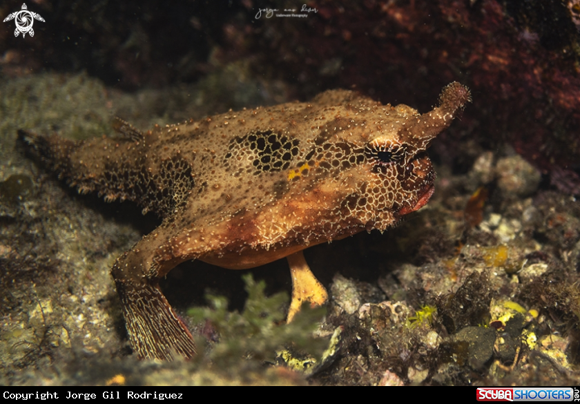 A Batfish
