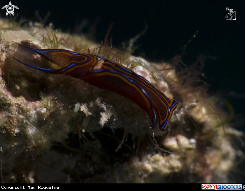 A Leech Aglaja