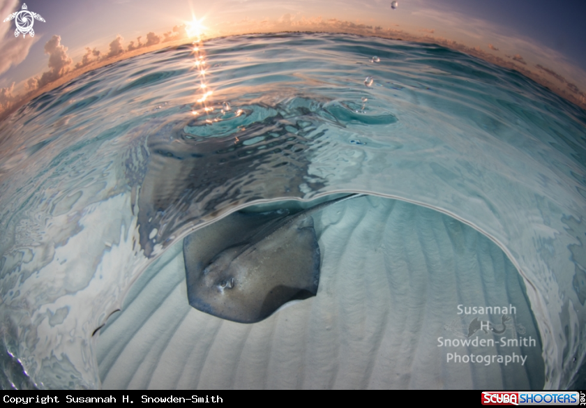 A Southern Stingray