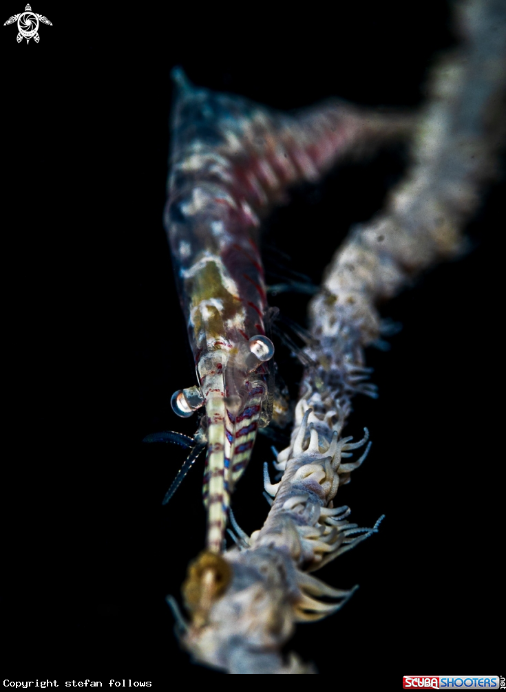 A Sawblade Shrimp 