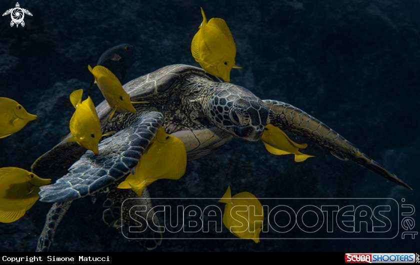 A Green turtle at cleaning station