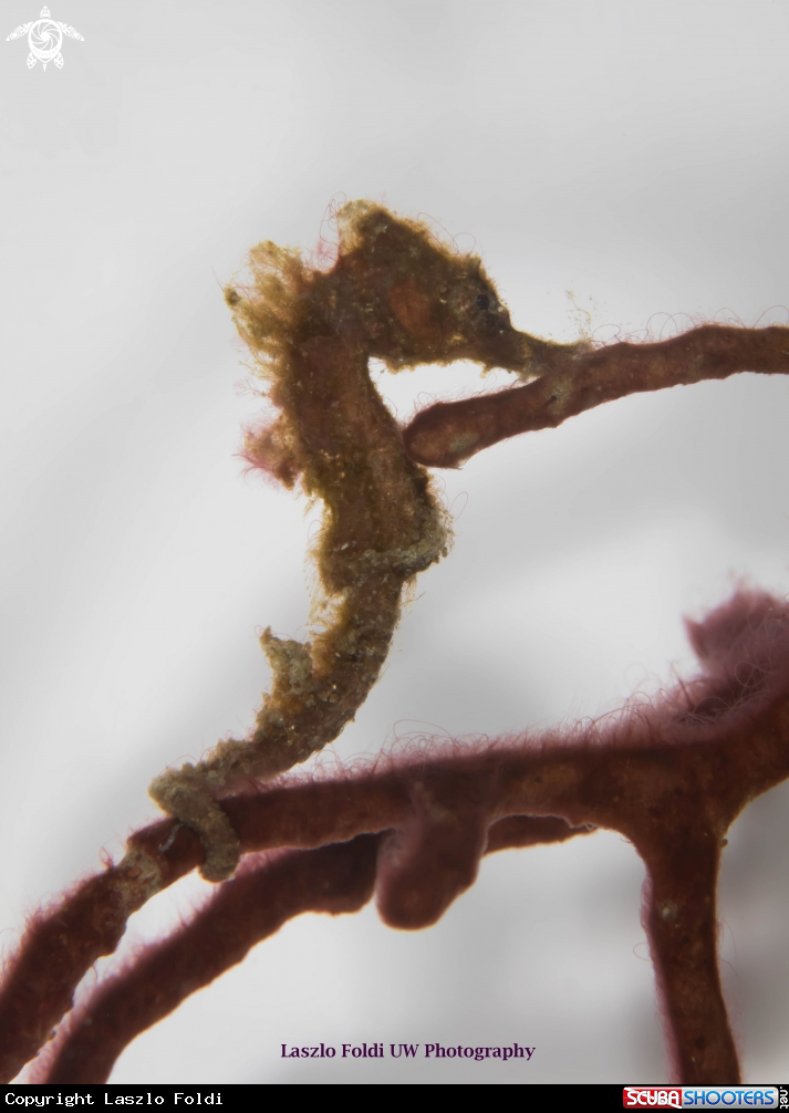 A Seahorse 