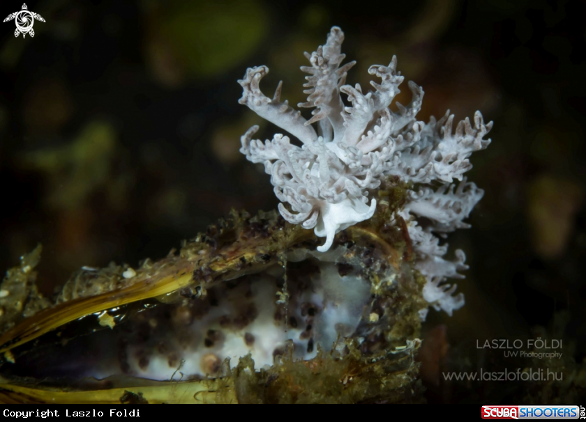 A Nudibranch
