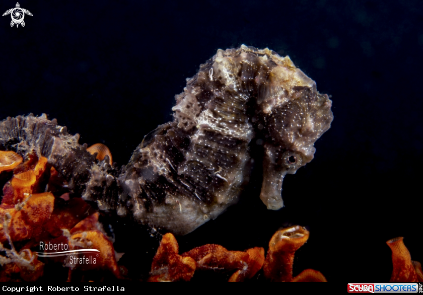 A Seahorse