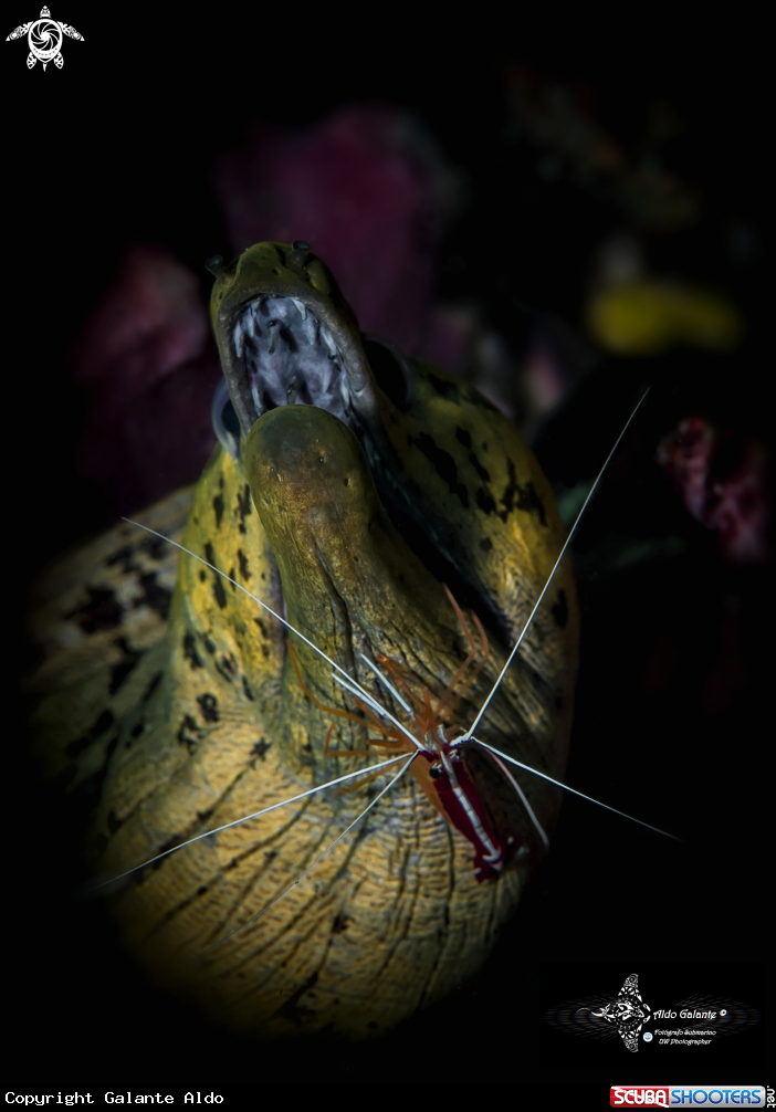 A Moray Eel and Shrimp