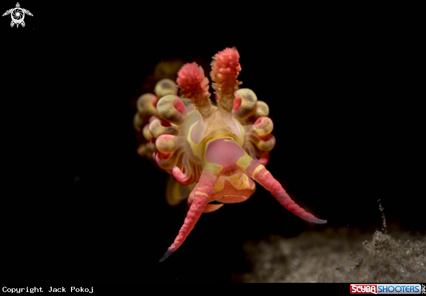 A Limenandra barnosii