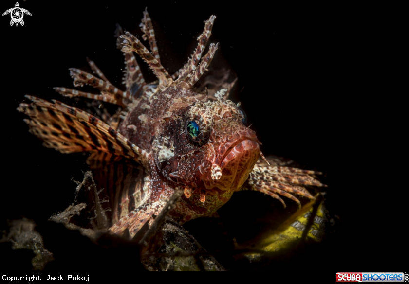 A Shortfin lionfish