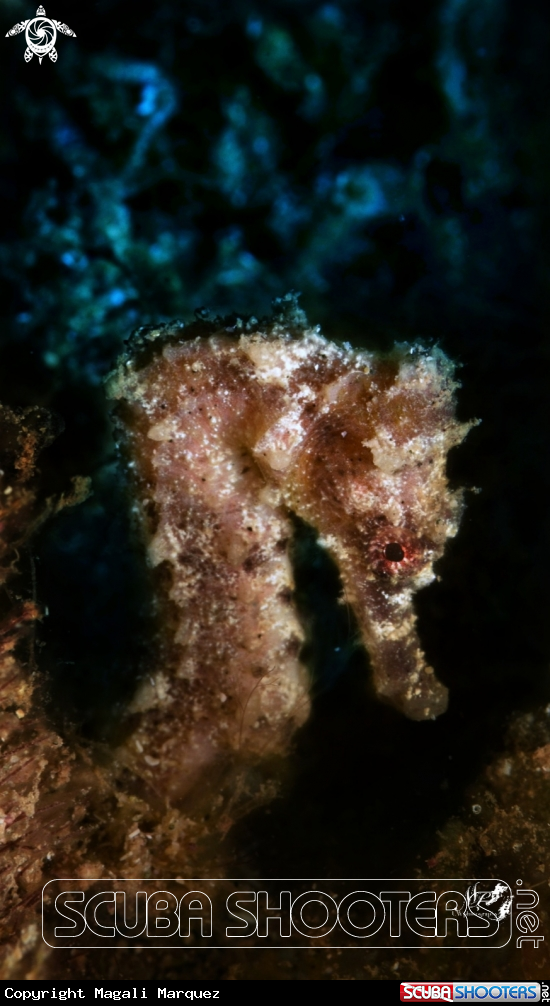 A Seahorse 