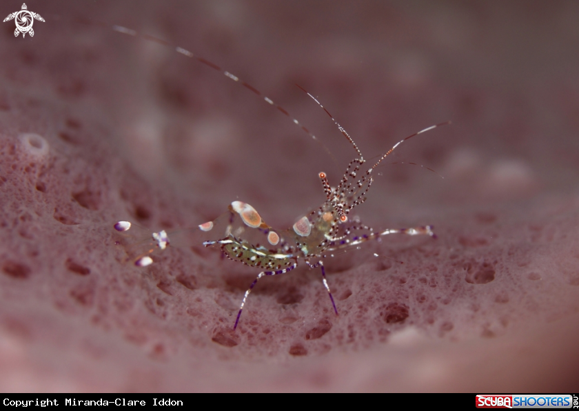 A Spotted Cleaner Shrimp