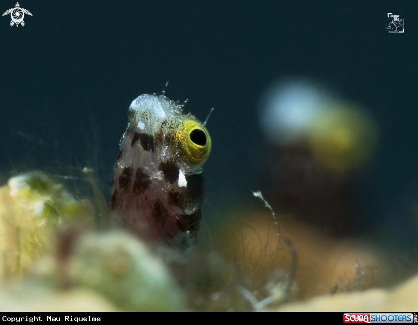 A Spinyhead Blenny