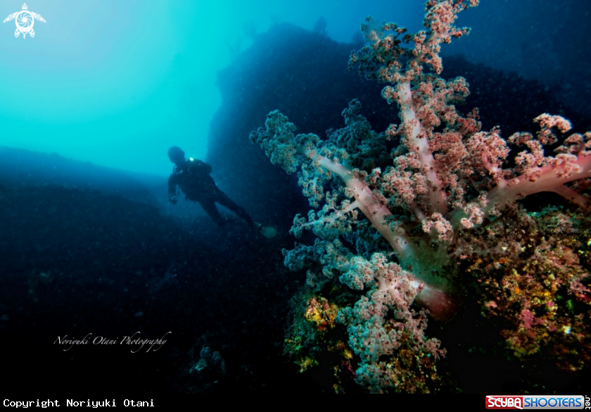 A Softcoral