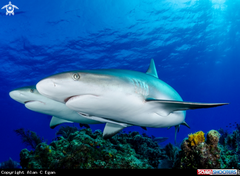 A underwater creature