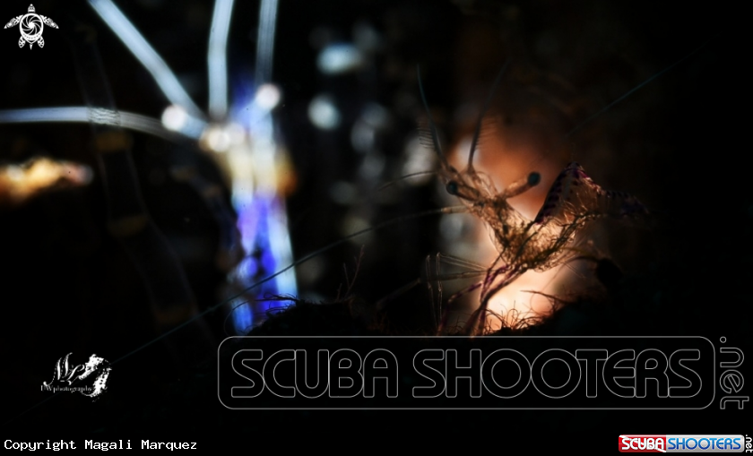 A Pederson cleaner Shrimp