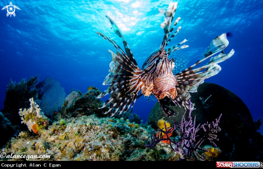 A underwater creature