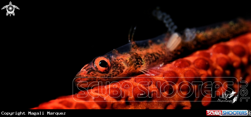A Whip coral Goby with parasite 