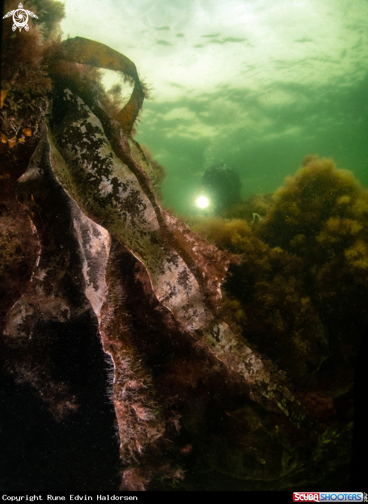 A Sugar kelp