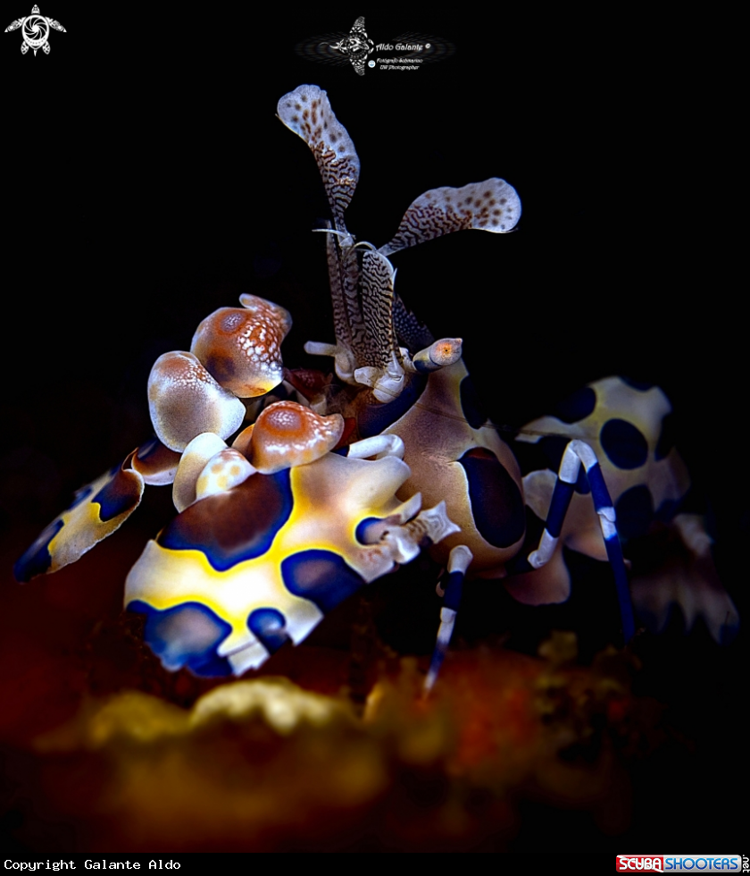 A Harlequin Shrimp