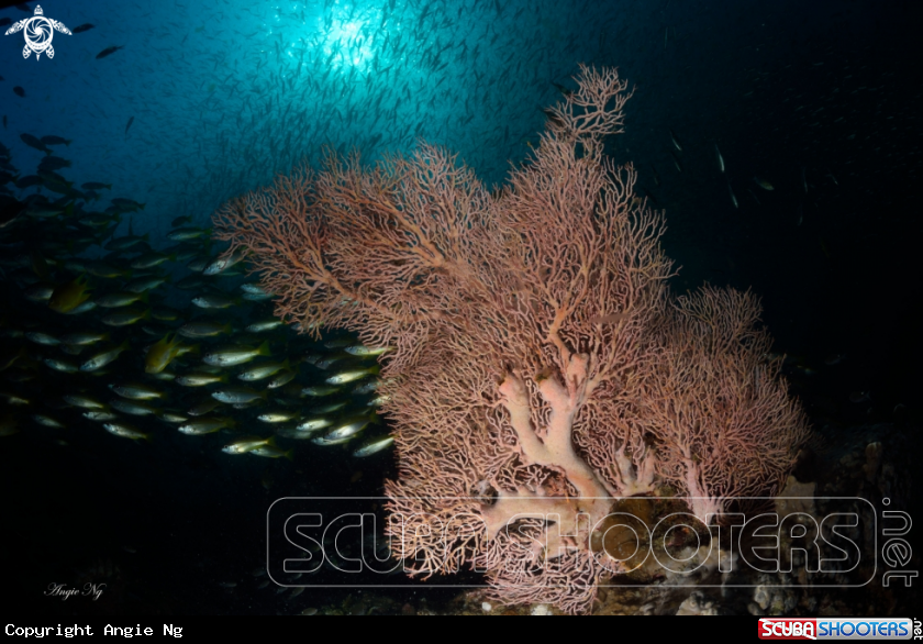 A Sea fans