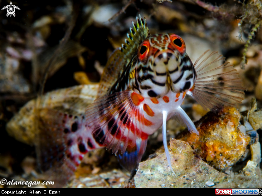 A underwater creature