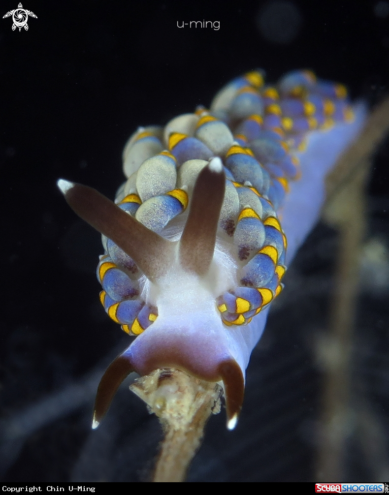 A Trinchesia sp.