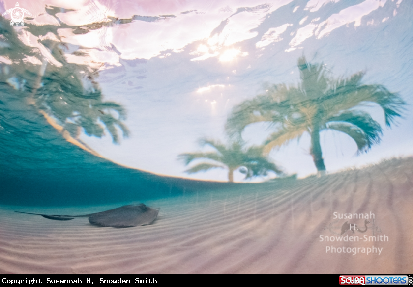 A Stingray overlay 