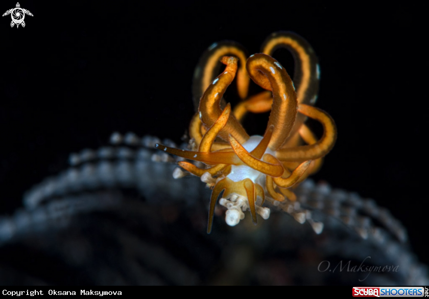A Nudibranch Trinchesia acinosa     