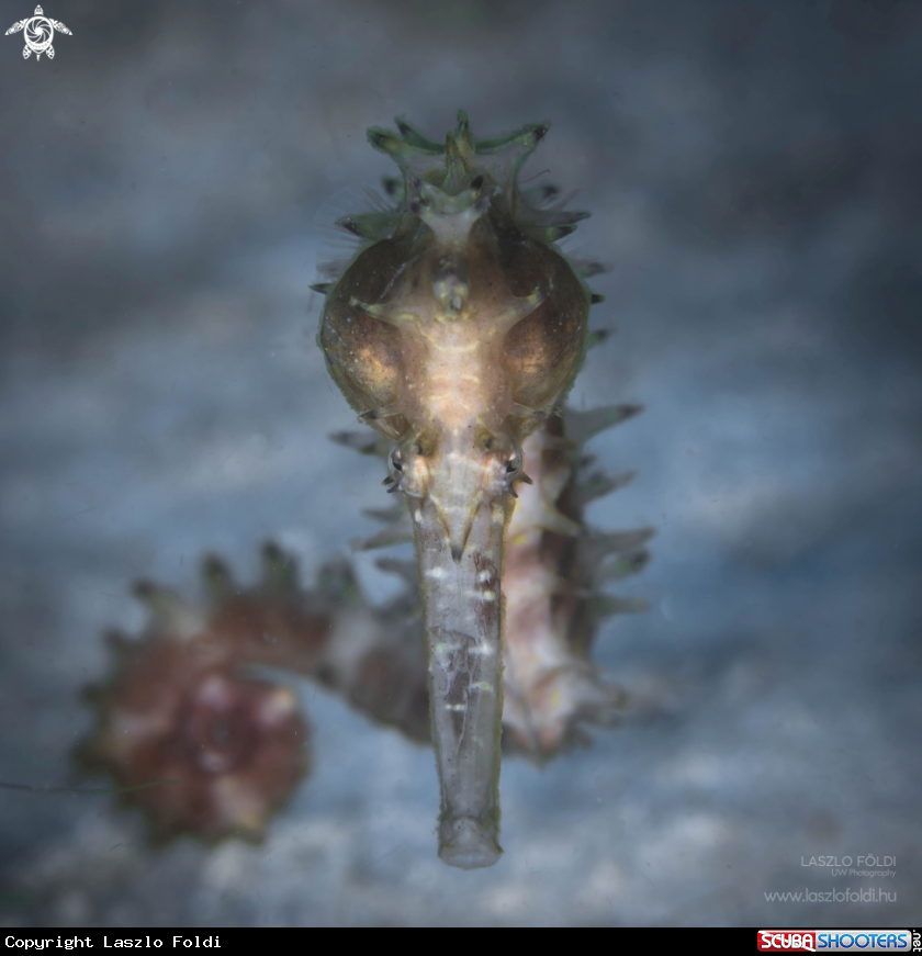 A Seahorse 