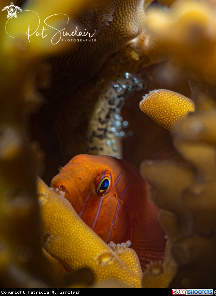 A goby