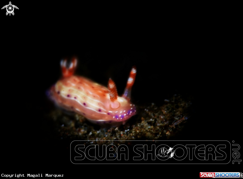 A Hipselodoris maculosa 