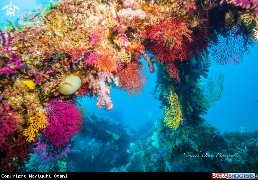 A the Gorgonian sea fan