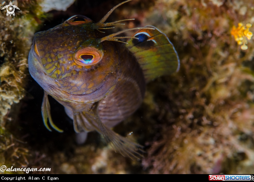 A underwater creature