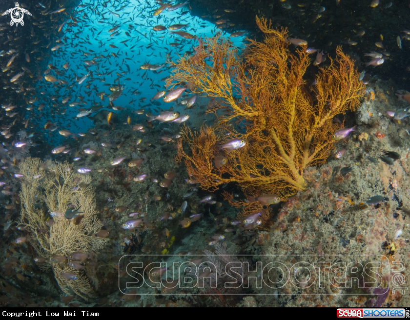 A Gorgonian Sea Fan