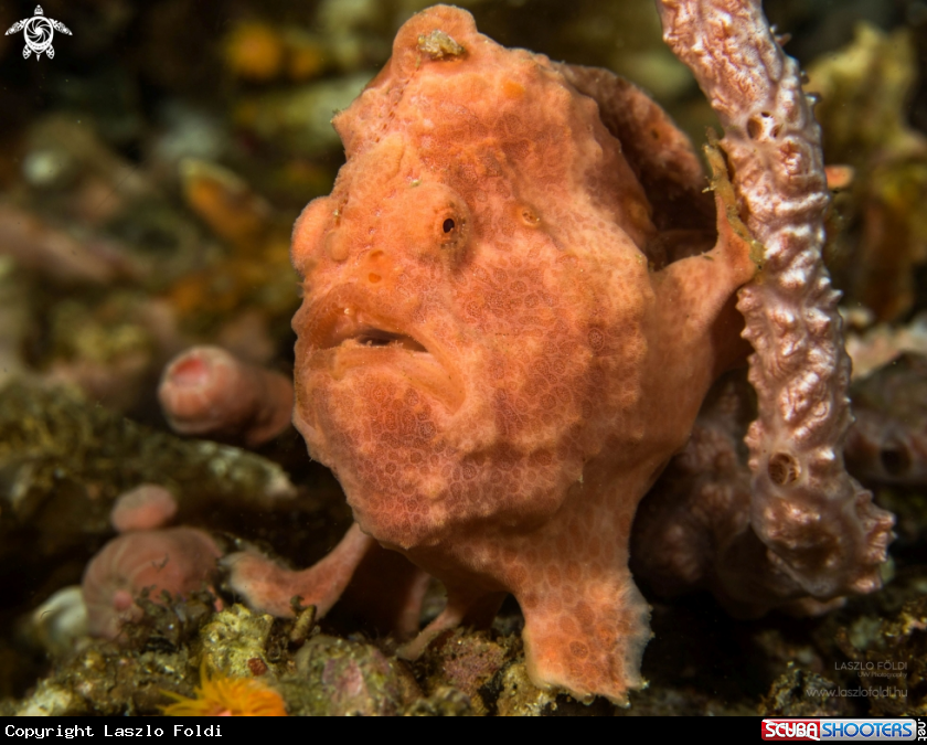 A Painted frogfish