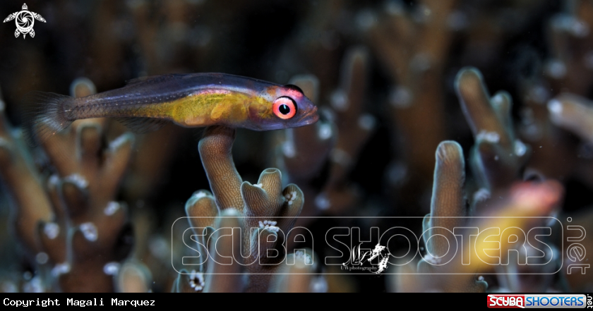 A Pinkeye goby
