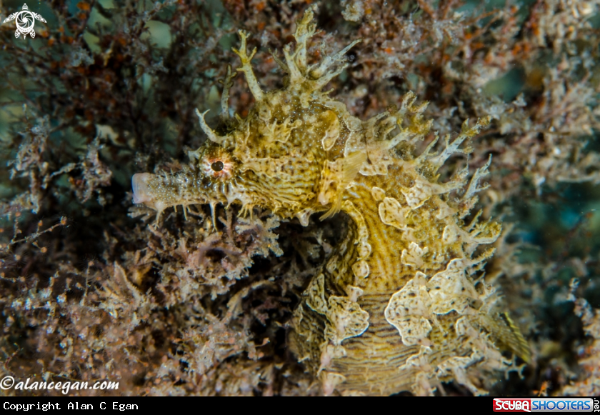 A underwater creature