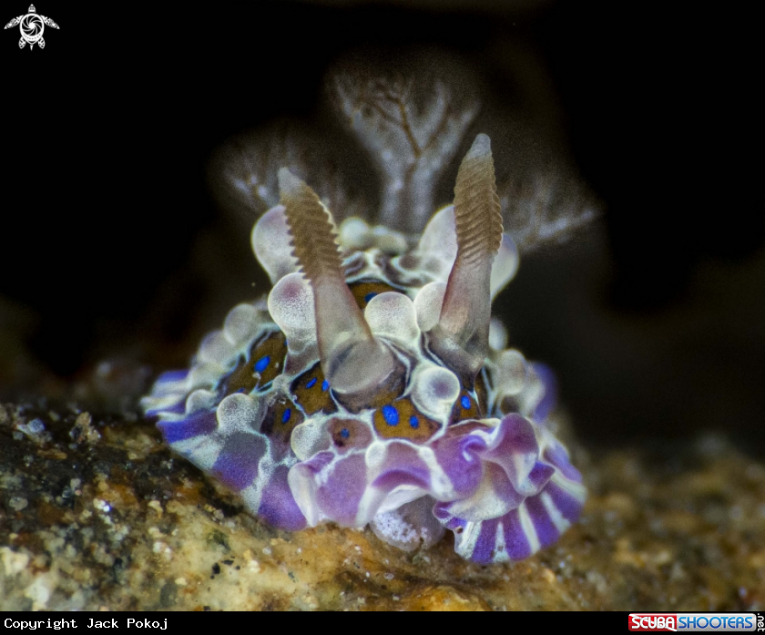 A Dendrodoris denisoni