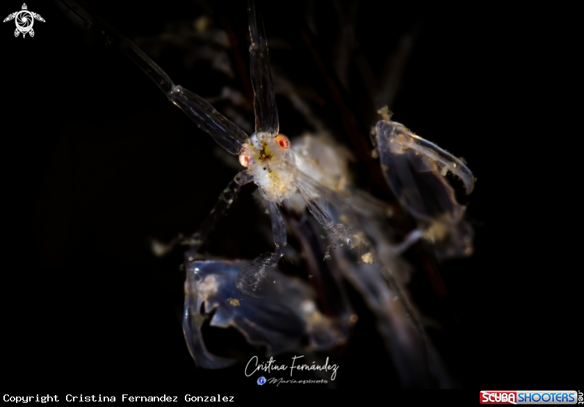 A Skeleton shrimp