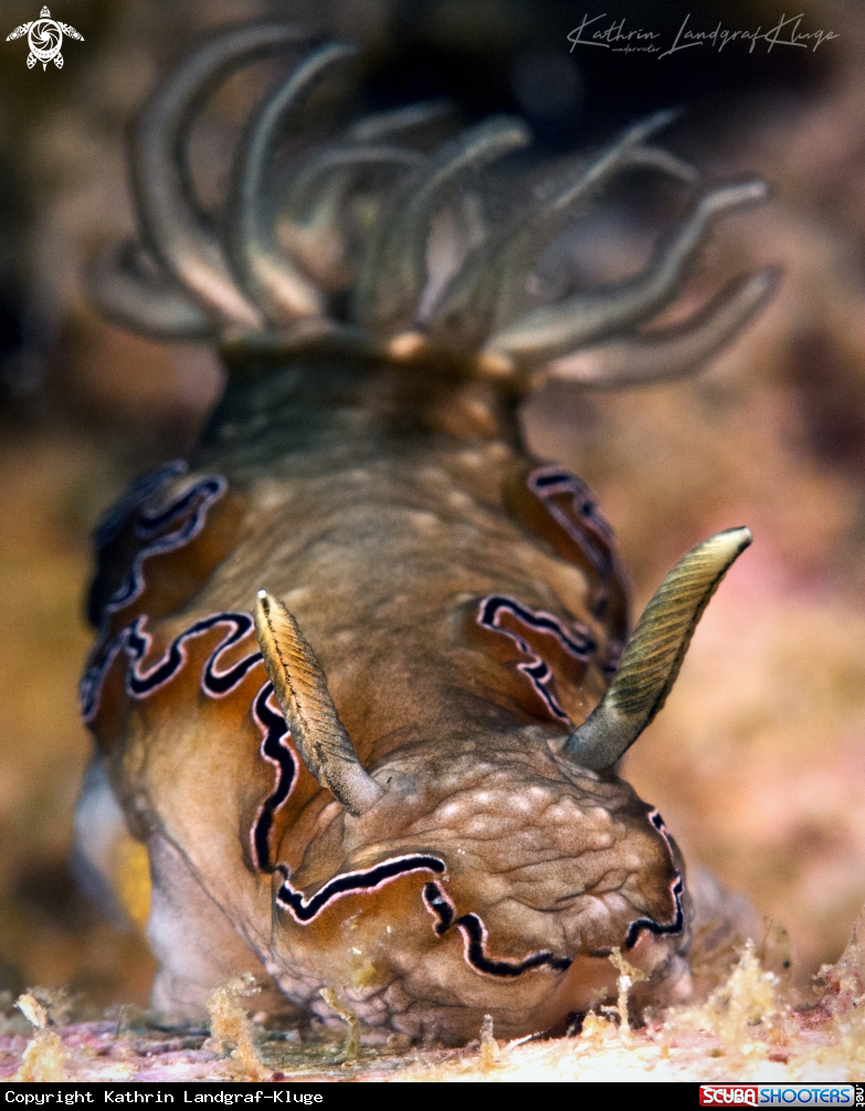 A Nudibranch