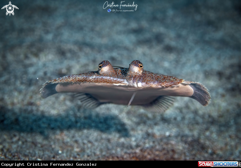 A Wide-eyed flounder