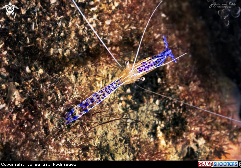 A Pederson cleaner shrimp