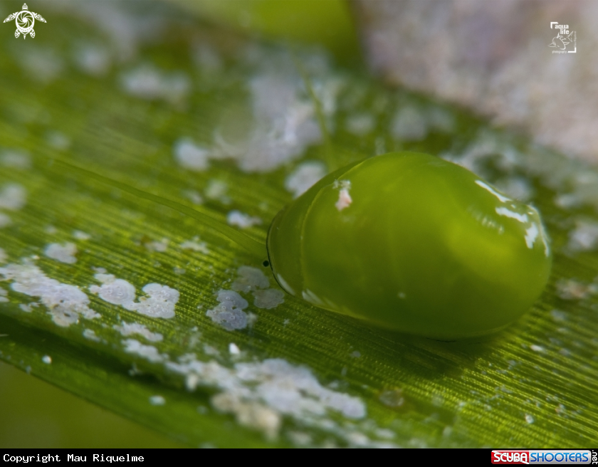 A Emerald Nerite 