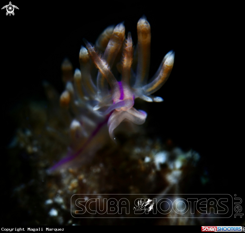 A Coryphellina sp