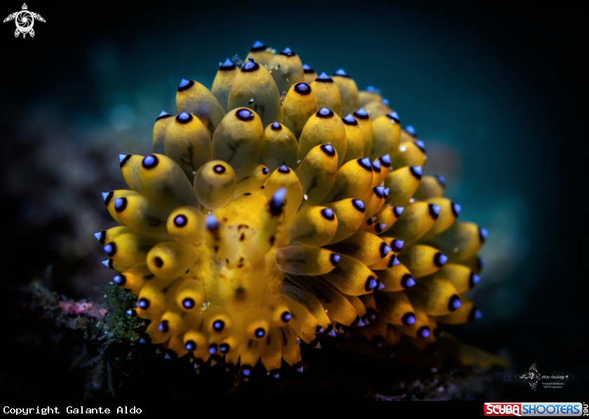 A Sea Slug Janolus Nudibranch
