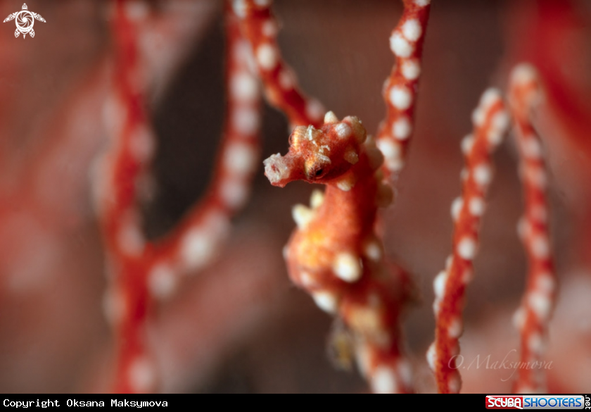 A Denise's pygmy seahorse (Hippocampus denise) 