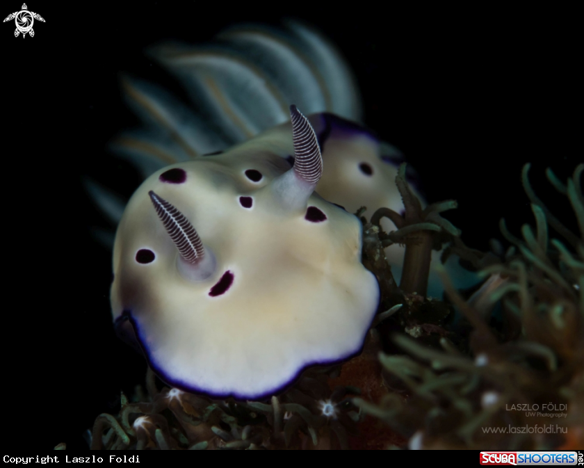 A Nudibranch
