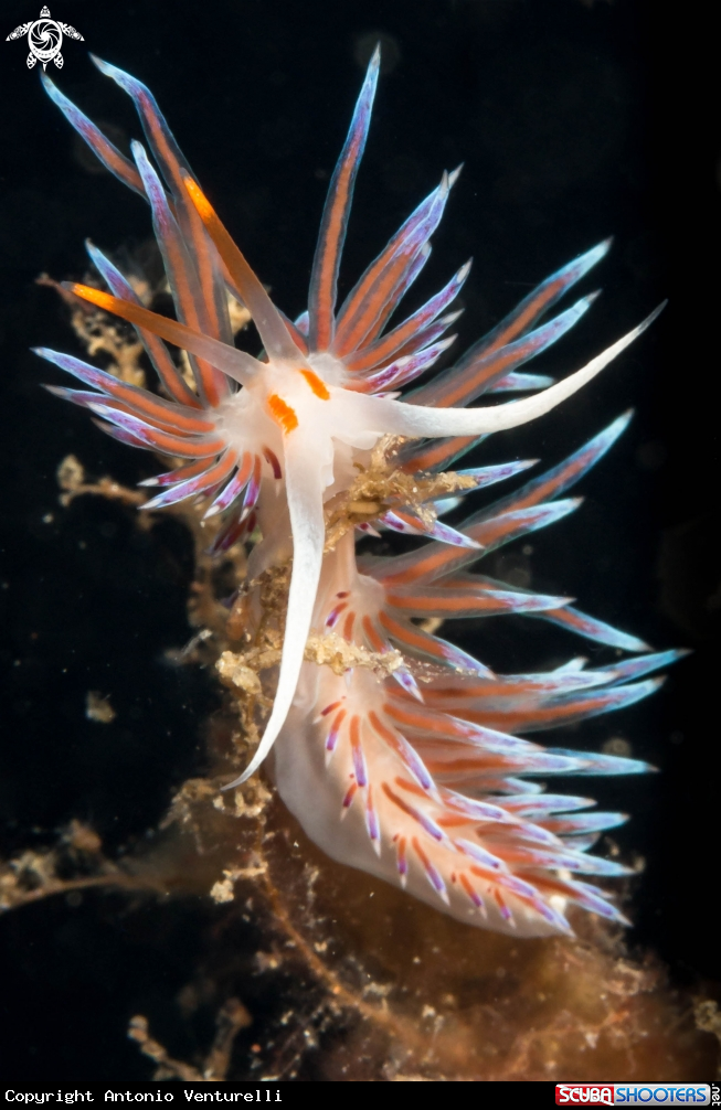 A Cratena Peregrina